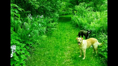 Boomer & Bailey gallop under the canopy at Bowmanville waterways.