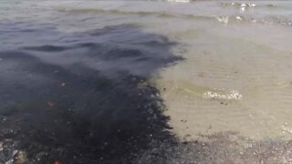 Mike Connor: Indian Riverkeeper collecting samples of potential toxic bacteria along shore of Indian River Lagoon
