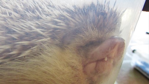 Goofy hedgehog sleeps in totally ridiculous position