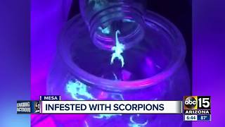 Pest expert helps Mesa woman whose apartment complex is infested with scorpions