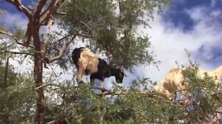 Avete mai visto una capra su un albero?
