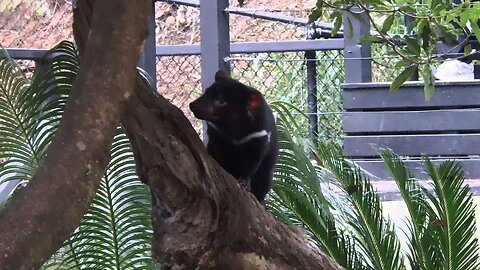 Tasmanian Devil Climbing