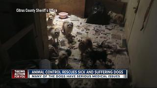 Tip about animal abuse in Citrus County leads to arrests, 36 dogs seized