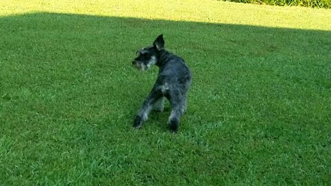 Miniature schnauzer vs cicadas