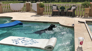 Funny Great Dane Doesn't Want To Get Out Of The Pool