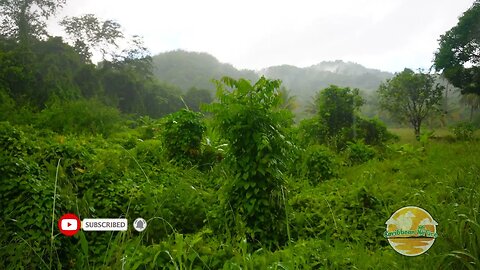 Listen to the sounds of rain on a wooded hillside | Rain Sounds / Rain Videos