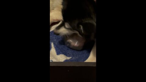 Puppy takes her first breath