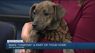 Rescues in Action Feb 16 | Osmond needs a pal