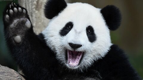 Black and white lovely giant panda