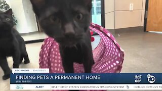 Pets of the Week: Beetle and Juice