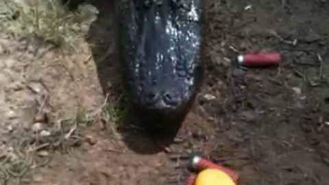 Crazy Guy Feeds Corndog To Giant Alligator