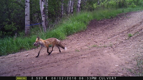 Angry Red Fox chases Coyote Intruder Away