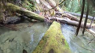 German Shepherd explores waterfall while wearing GoPro