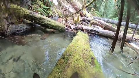 German Shepherd explores waterfall while wearing GoPro