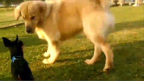 Golden Retriever meeting his friends in the park BR