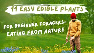 11 Easy Edible Plants for Beginner Foragers- Eating from Nature