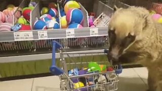 Denna näsbjörn är en perfekt shoppingpartner!