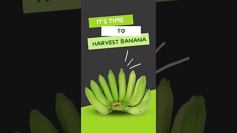 It's Time To Harvest Banana 🍌#banana #harvest #shorts