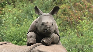 Happy Baby Rhino Begs Mom To Play With It