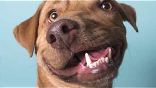 Abandoned dog becomes therapy friend