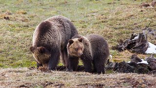 US Government Appeals Ruling Protecting Yellowstone-Area Grizzlies