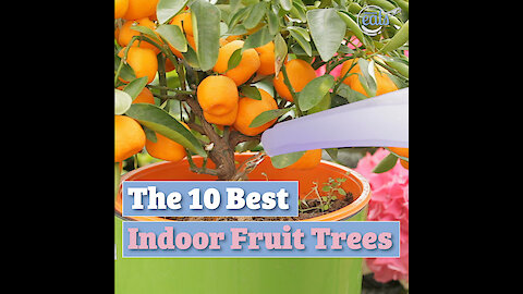 The Best 10 Best Indoor Fruit Trees