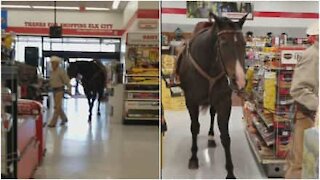 Cowboy entra nel supermercato a cavallo