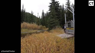Bear Release Goes Wrong, Huge Grizzly Charges Camera