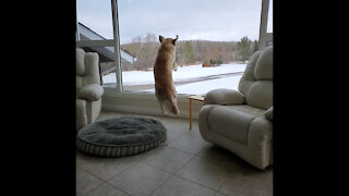 Golden Retriever Jeannie Wants her Walk Now