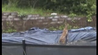 Baby Deer Falls in Pool ~ Saved!