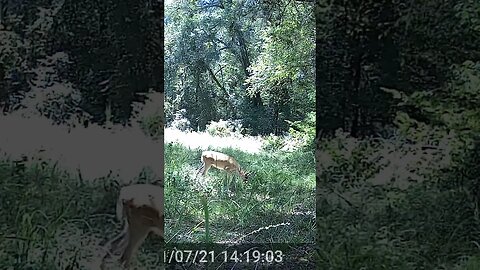 Young guy has potential #whitetaildeer