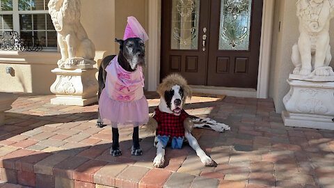 Beauty And The Beast Great Danes Happy Halloween Costumes
