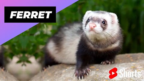 Ferret 🦡 An Alternative Animal To Have As A Pet #shorts