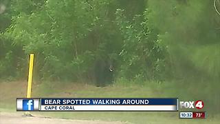 Bear Spotted in Residential Area in Cape Coral