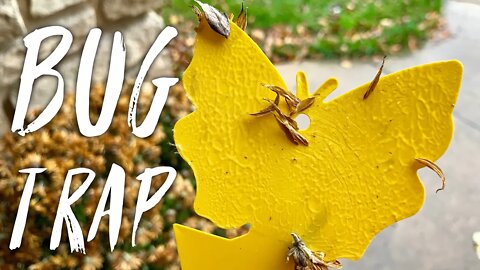 Catch Plant Bugs with the Trappify Sticky Insect Glue Traps