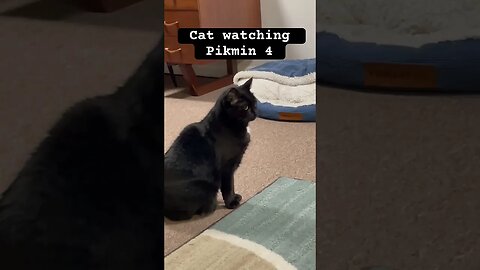 Cat watching Pikmin 4 #funny #shorts #pikmin