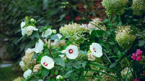 Summer Bloomers That Keep Going | Hardy Perennial Hibiscus