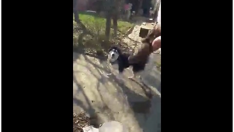 Helpful husky carries firewood for owner