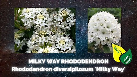 MILKY WAY RHODODENDRON | Rhododendron diversipilosum 'Milky Way'