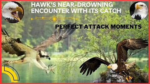 Hawk's Near-Drowning Encounter with Its Catch | Perfect Attack Moments