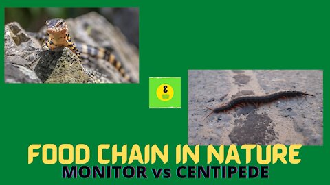 Wild Monitor vs Centipede- Creations of the Nature
