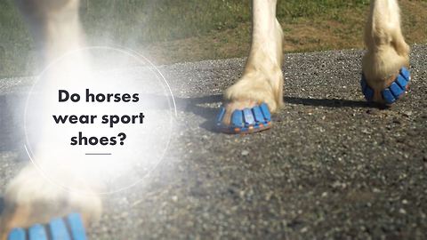 Will this invention ease the suffering of horses?