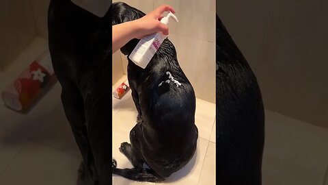 My Dog is getting a bath