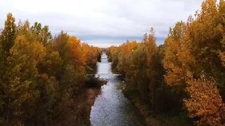 Relaxing and Peaceful view of the forest and lovely sounds of nature