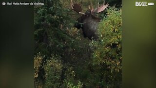 Alce cerca di distruggere un arbusto in tutti i modi