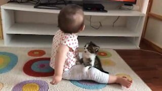 Gatinho dá o seu melhor para brincar com bebé