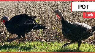 Turkeys destined for the dinner table rescued by vegetarian