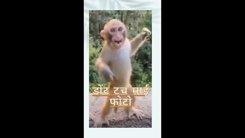 Monkey funny video || cute 🐵 monkey #longvidio #YouTubeshort #short