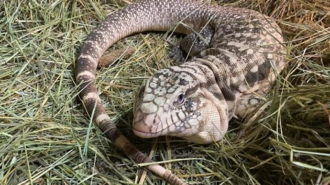 Black Flame Male Tegu