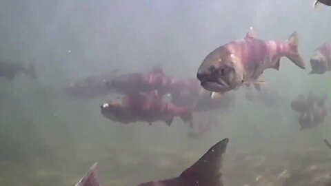 Salmon work group plans to come up with policy changes to address salmon recovery in Idaho
